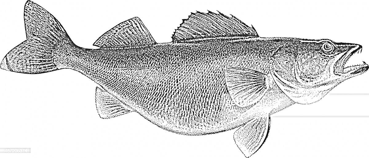 Раскраска Раскраска с изображением рыбы судака, боковой вид