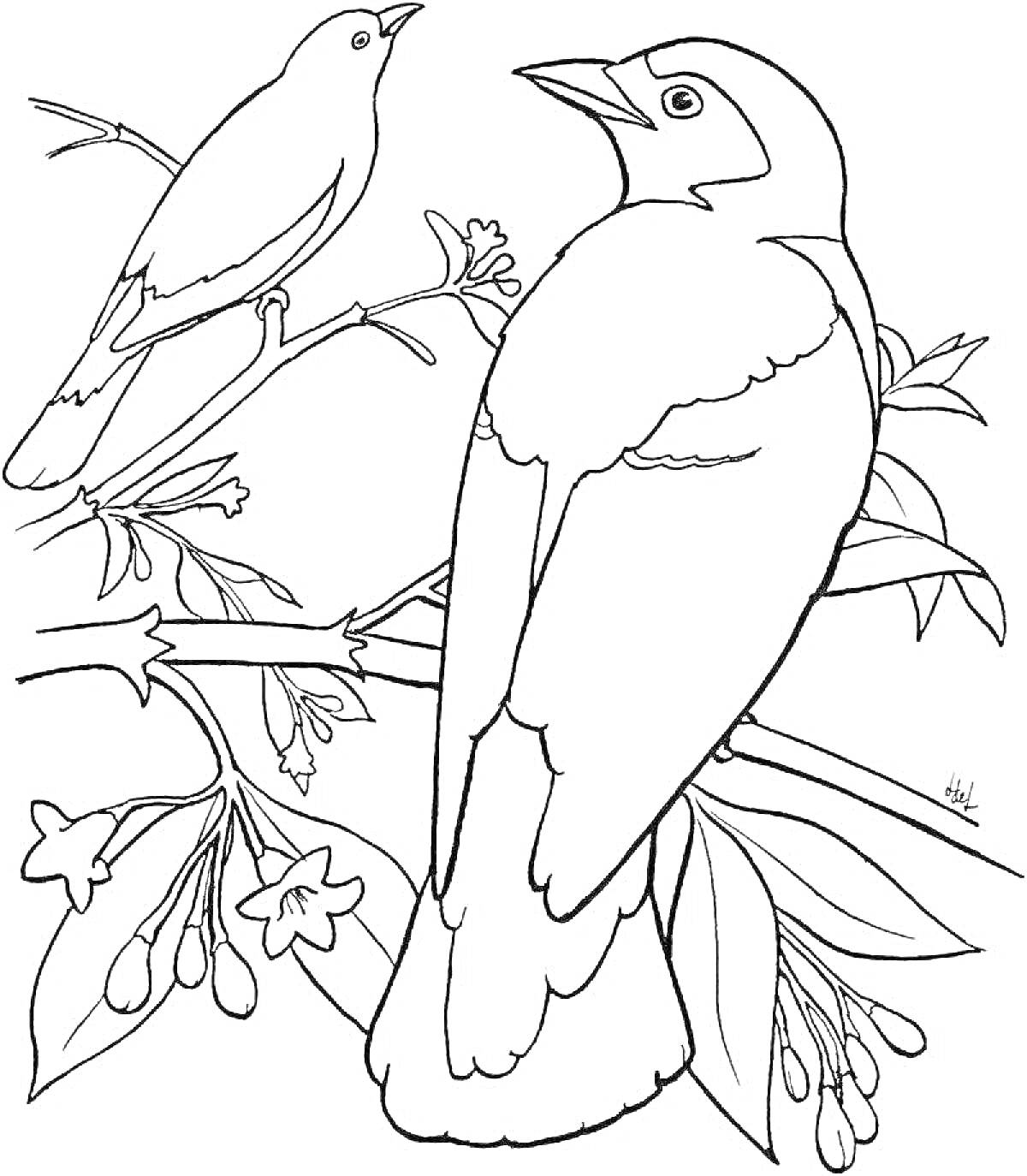 На раскраске изображено: Соловей, Листья, Цветы, Природа
