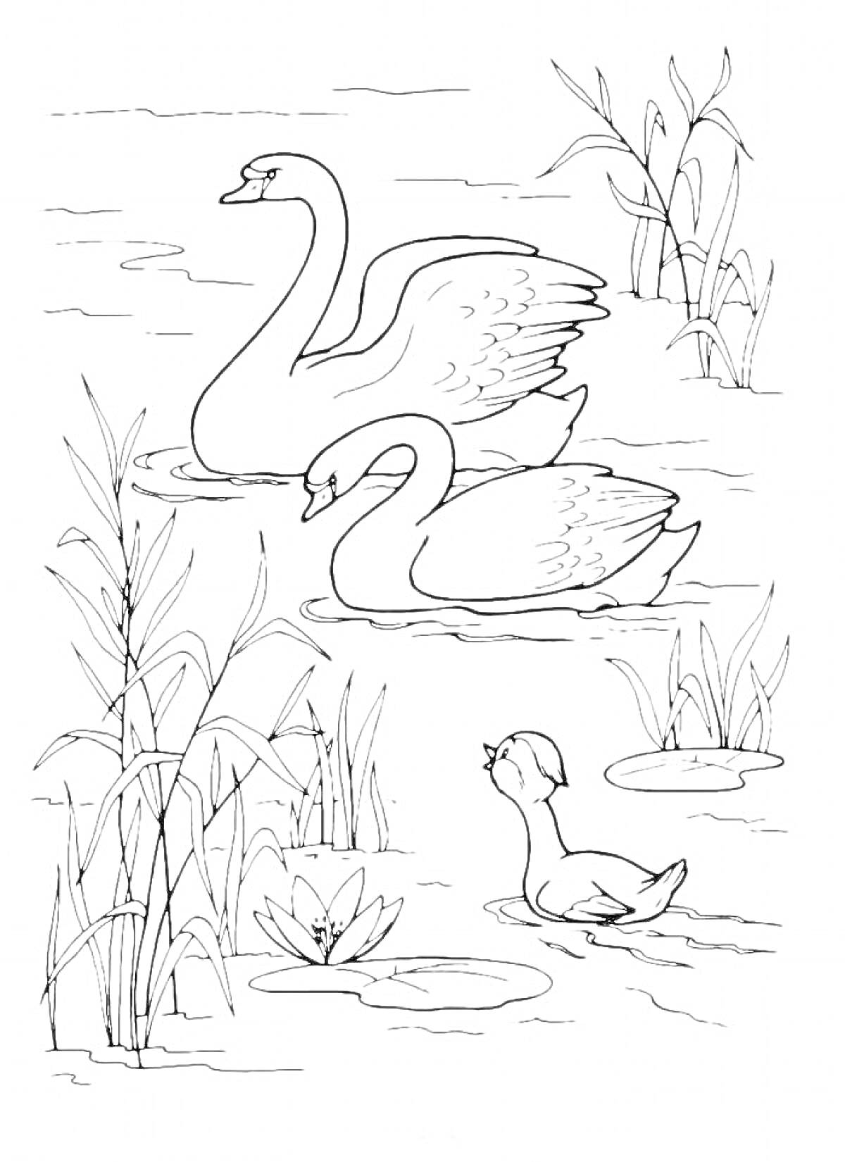 Раскраска Лебеди на пруду с утенком среди камышей и водных растений