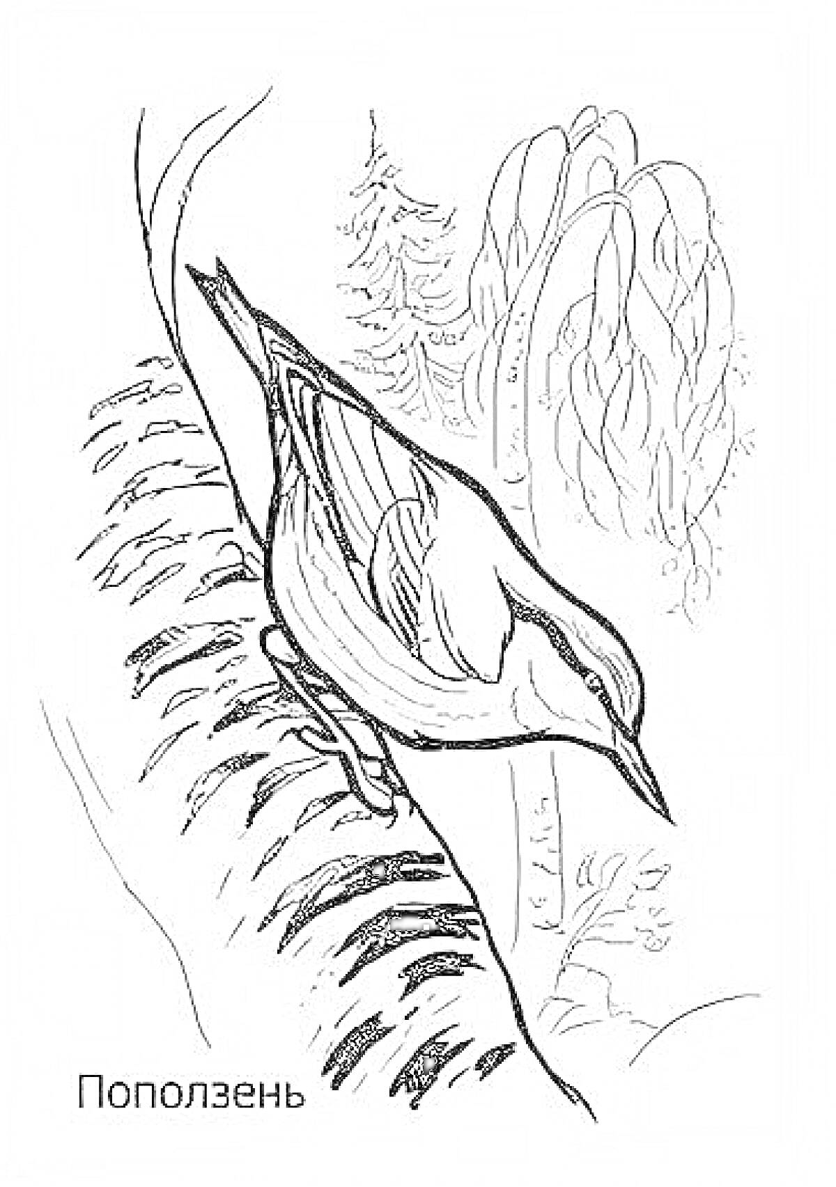 На раскраске изображено: Поползень, Птица, Ветка, Лес, Природа