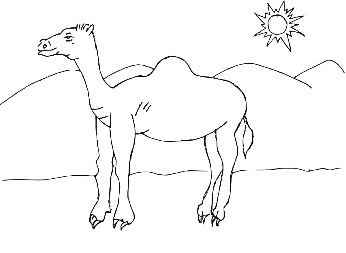 На раскраске изображено: Верблюд, Пустыня, Солнце, Горы, Животные, Природа