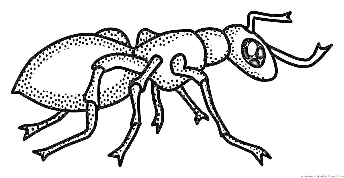Раскраска Муравей с крупной головой и выразительными глазами