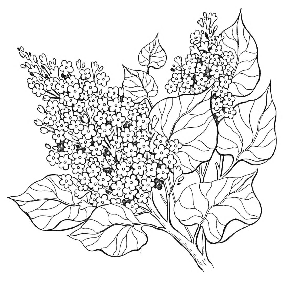 Раскраска Черемуха душистая с цветами и листьями