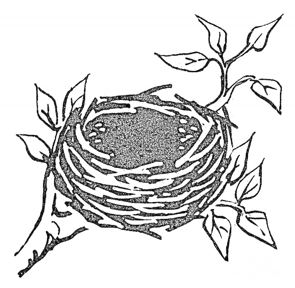 Раскраска Гнездо на ветке с листьями