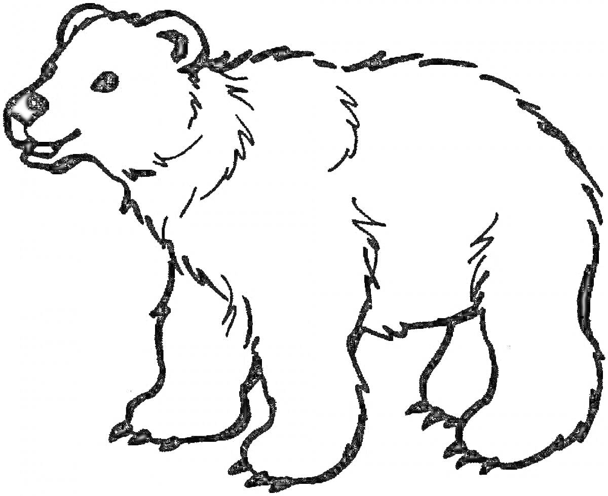 На раскраске изображено: Белый медведь, Животные, Пушистый, Арктика, Природа, Полярный медведь, Для детей, Медведь