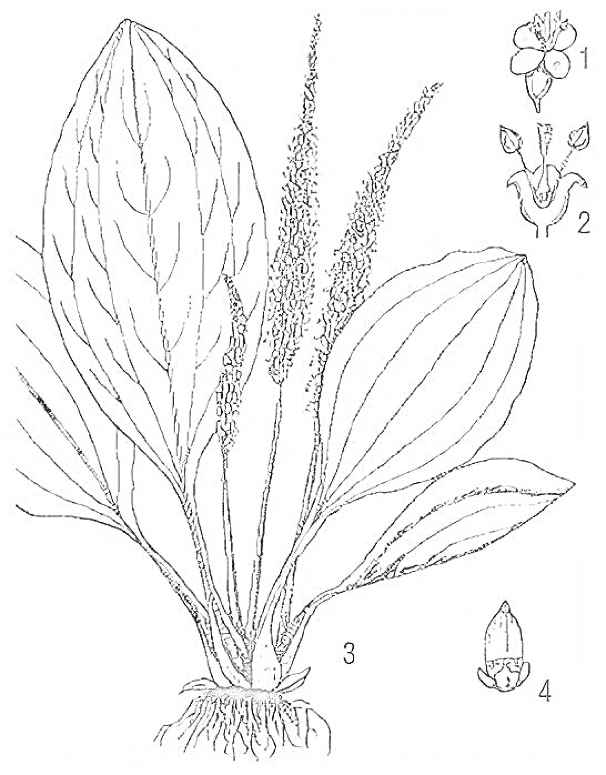 Раскраска Подорожник с листьями, корнями, соцветиями, цветком и плодом