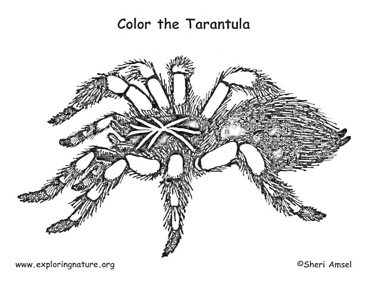 Тарантул с пометками для раскрашивания с сайта exploringnature.org
