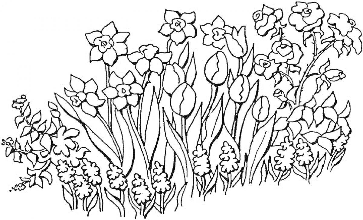 Раскраска Клумба с нарциссами, тюльпанами и другими цветами