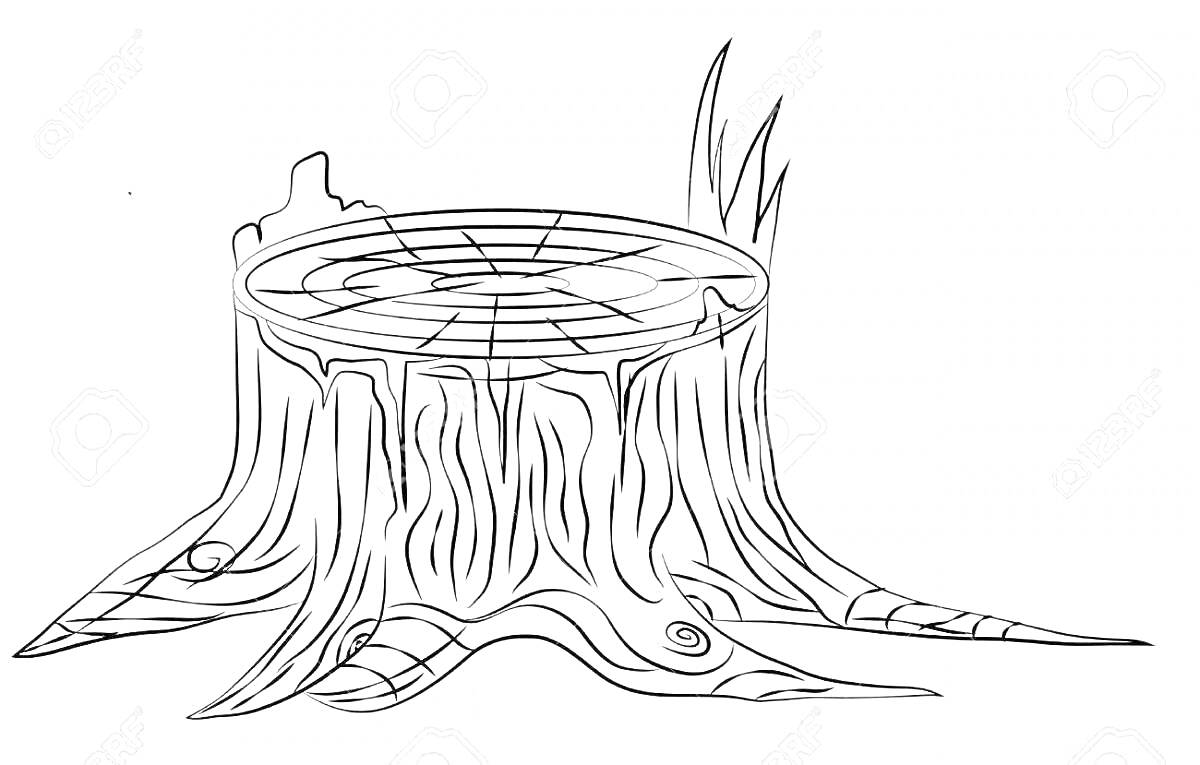 На раскраске изображено: Пенёк, Корни, Природа, Лес, Для детей