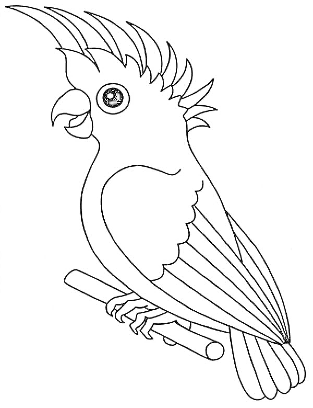 Попугай на ветке с поднятым хохолком