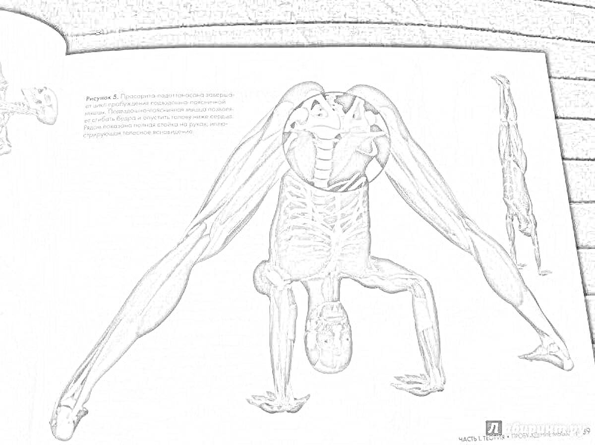 На раскраске изображено: Йога, Анатомия, Поза, Мышцы, Скелет, Гибкость, Физические упражнения