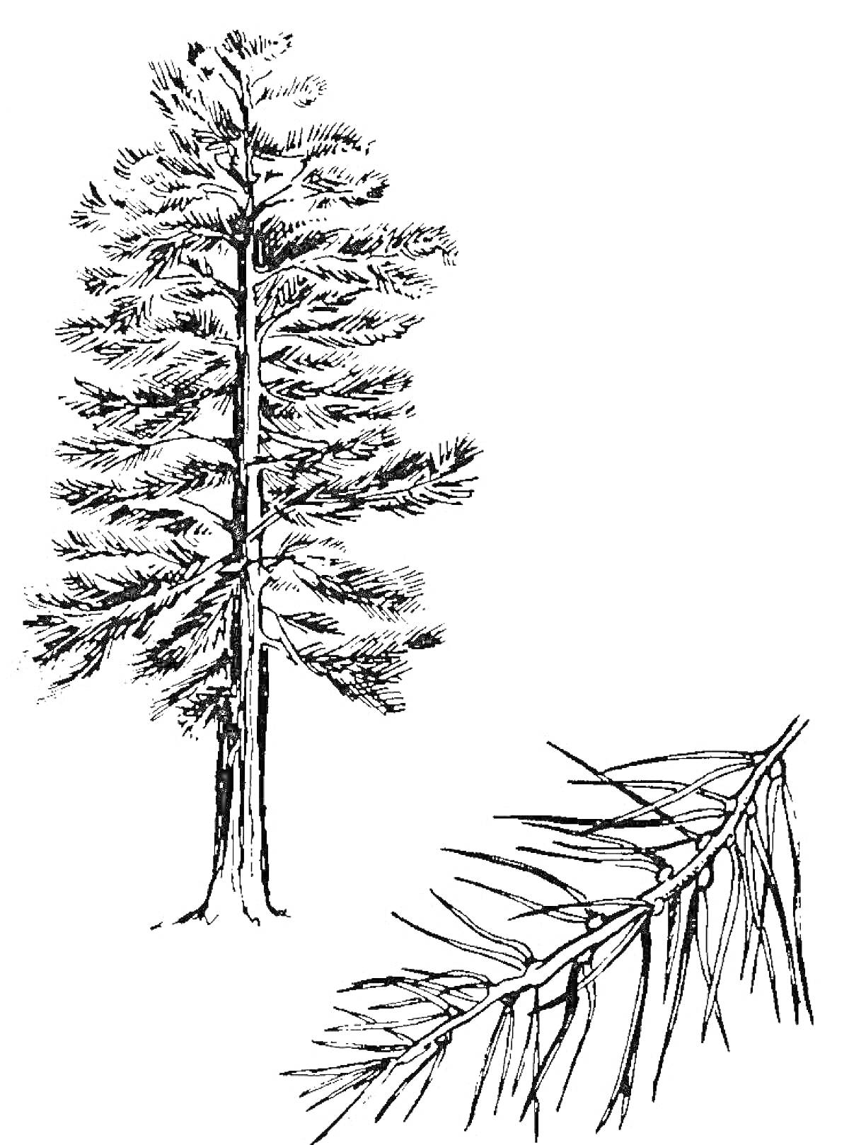 На раскраске изображено: Сосна, Ветка, Хвоя, Природа, Лес, Деревья, Контурные рисунки