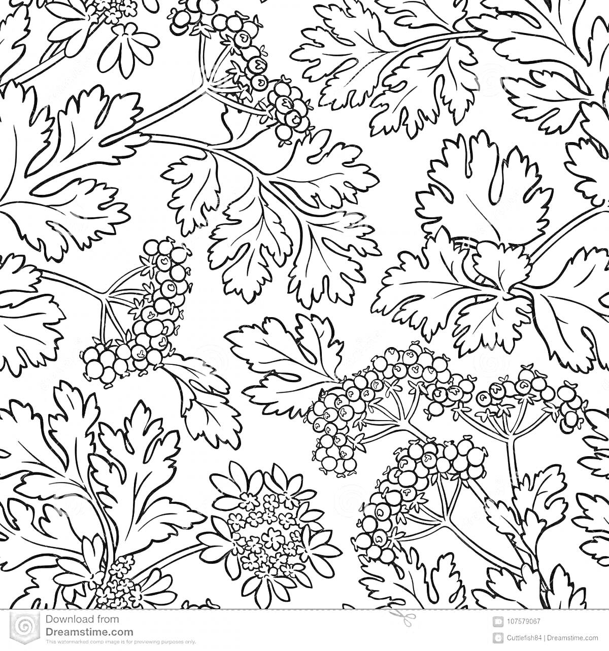 На раскраске изображено: Листья, Цветы, Ботаника, Растения, Трава