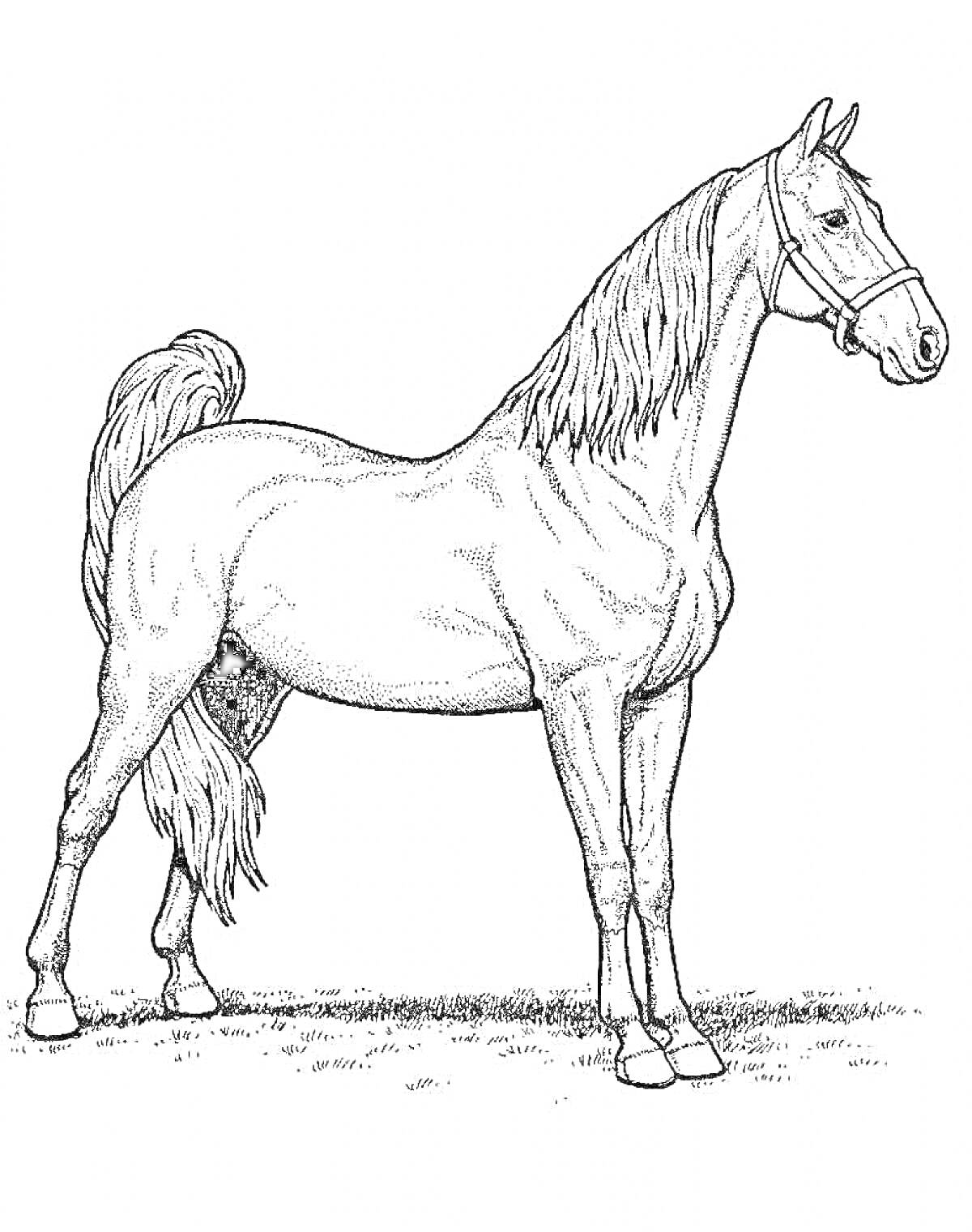 На раскраске изображено: Лошадь, Реалистичная, Уздечка, Иллюстрация