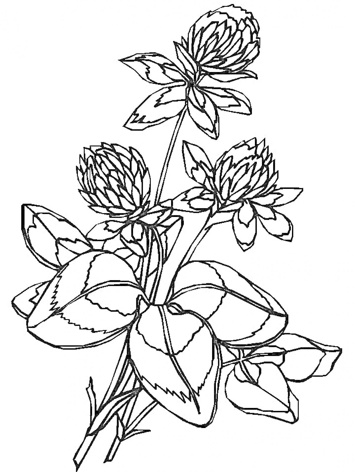 Раскраска Клевер на лугу. Цветы и листья клевера.