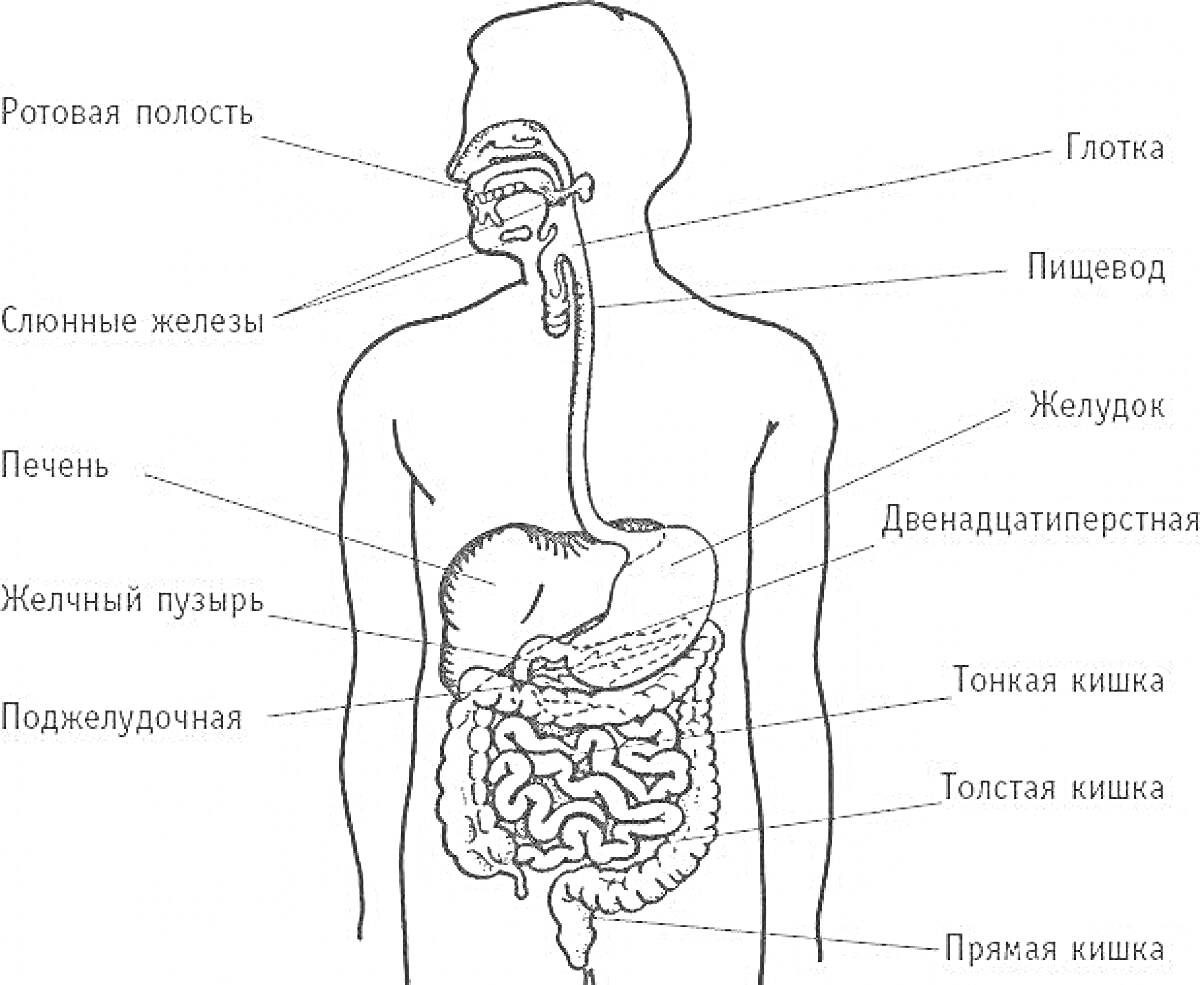 На раскраске изображено: Пищеварительная система, Ротовая полость, Глотка, Пищевод, Желудок, Печень, Желчный пузырь, Тонкая кишка, Толстая кишка