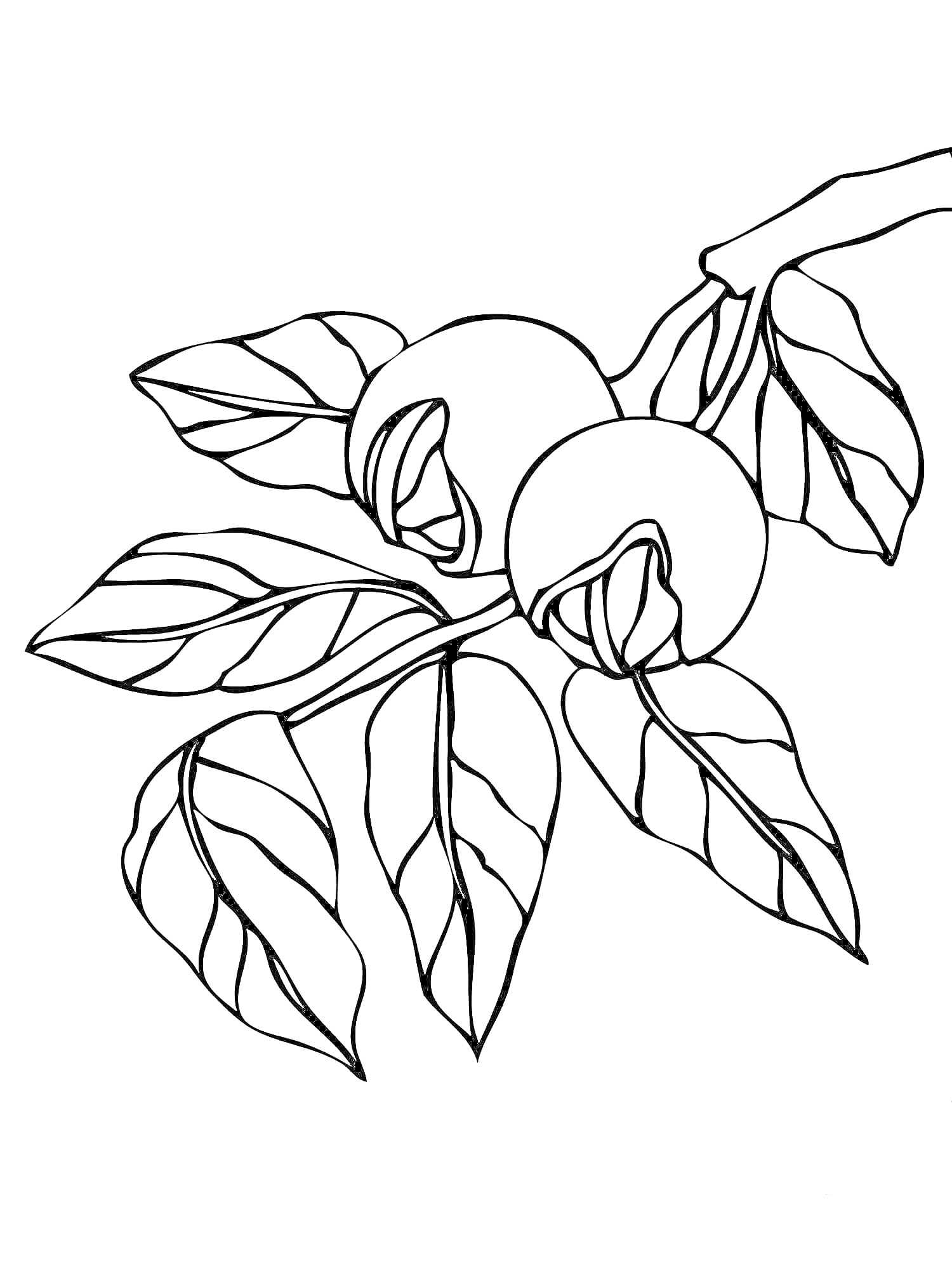 На раскраске изображено: Листья, Природа, Деревья, Орех, Ветка, Контурные рисунки