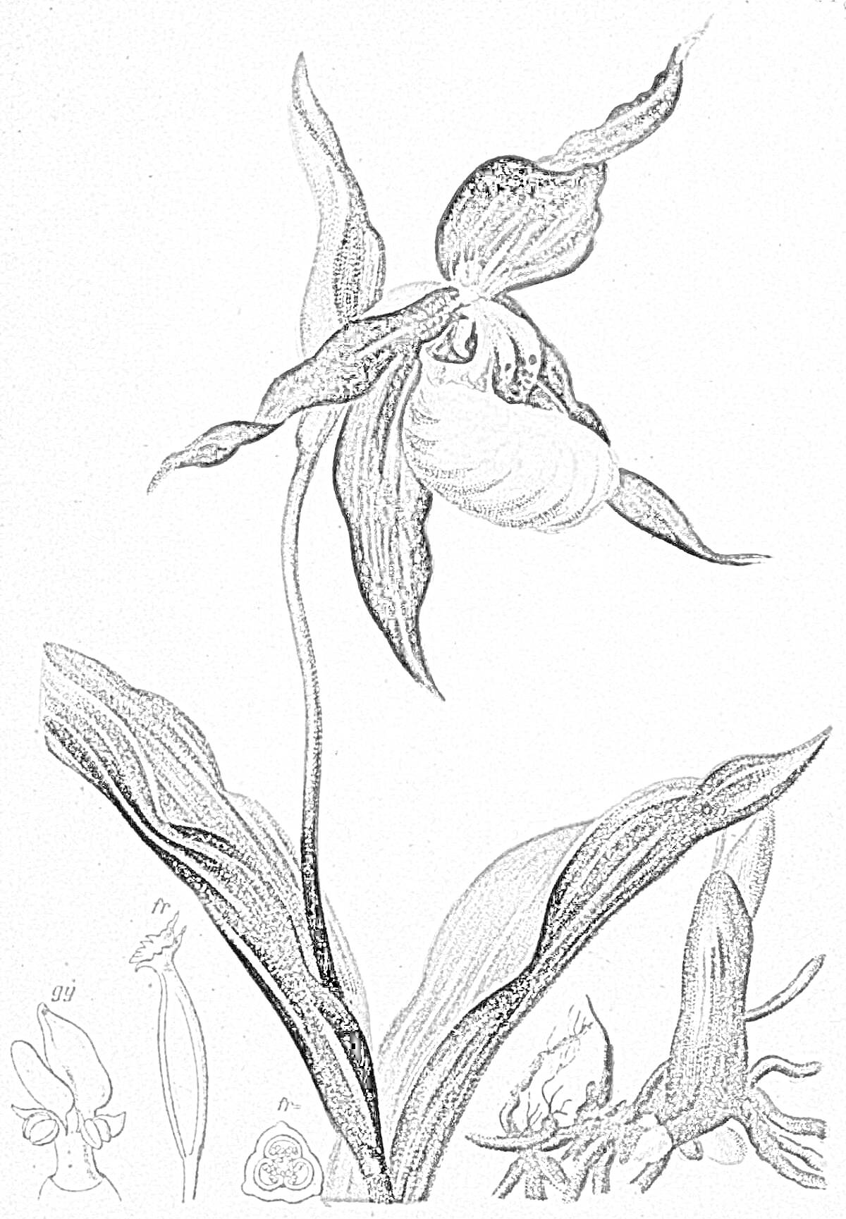 Раскраска Венерин башмачок с листьями, боковым рисунком цветка и корнями