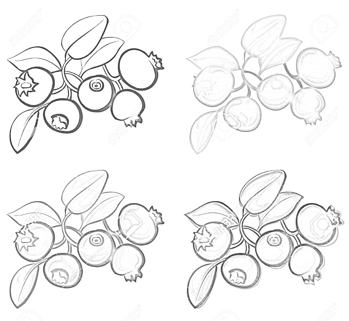 На раскраске изображено: Черника, Ягоды, Плоды, Листья, Для детей, Природа