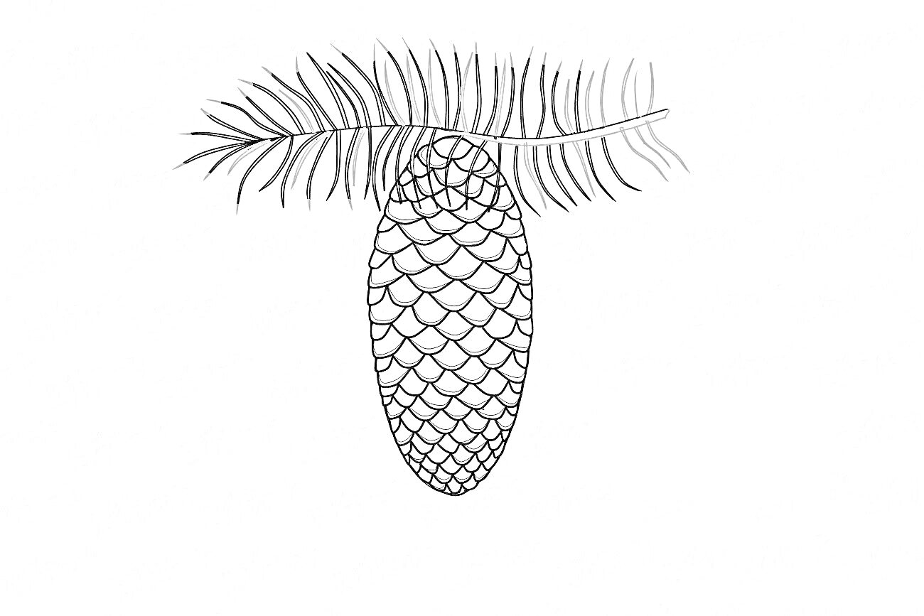 Раскраска Шишка еловая на ветке с иголками