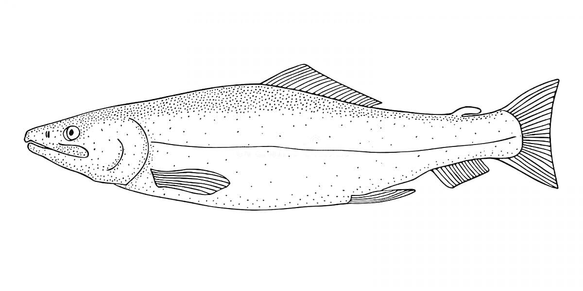 Раскраска Раскраска рыбы кеты с детальной прорисовкой плавников и чешуек