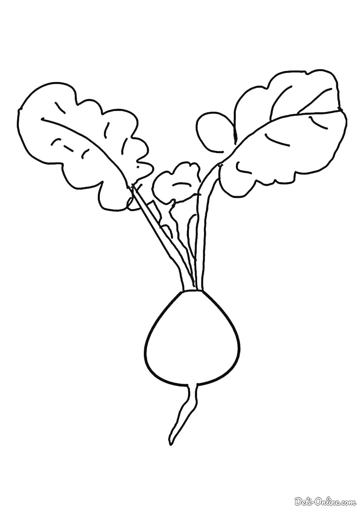 На раскраске изображено: Корнеплод, Листья