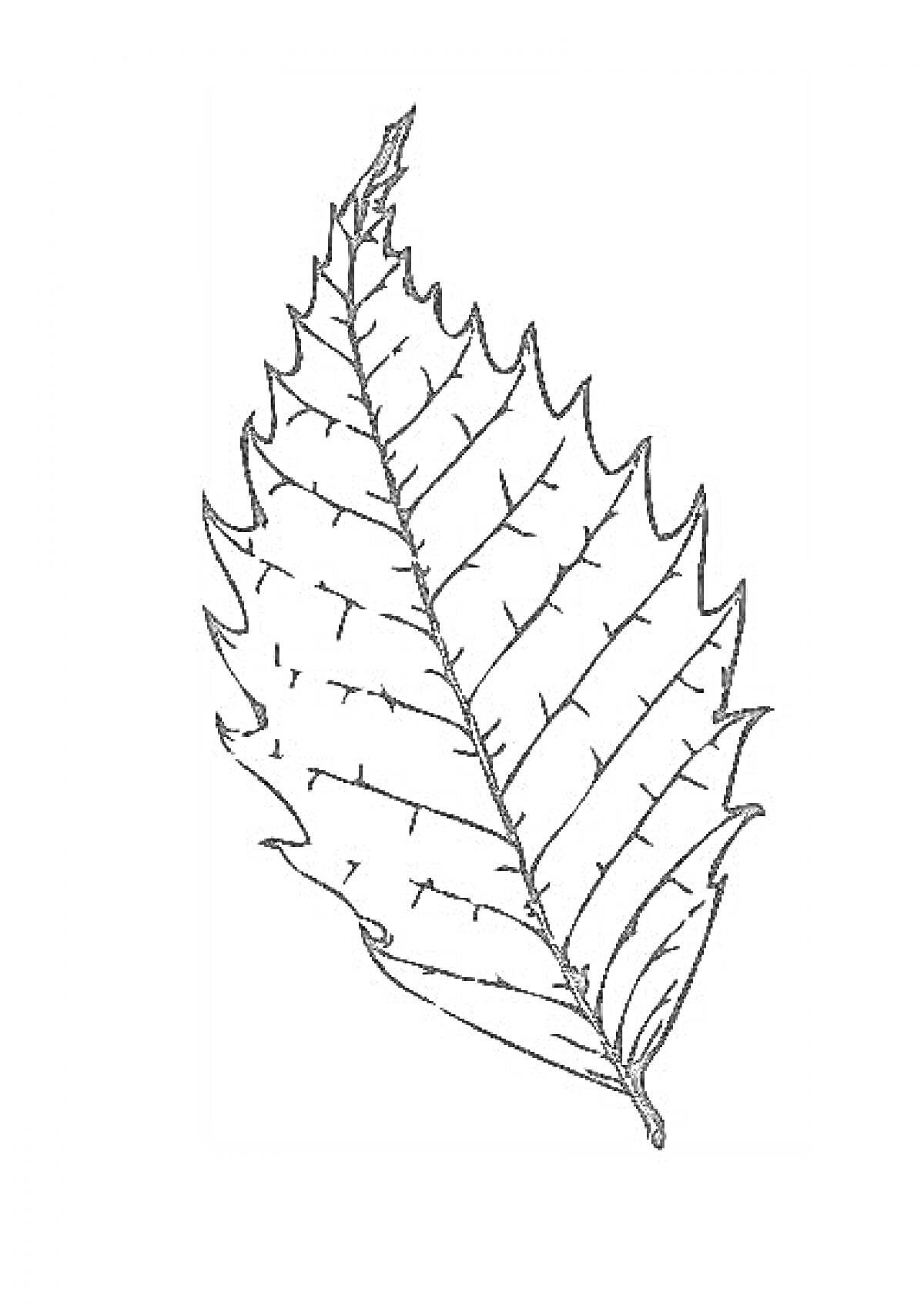 Раскраска Лист дерева с зубчатыми краями и прожилками
