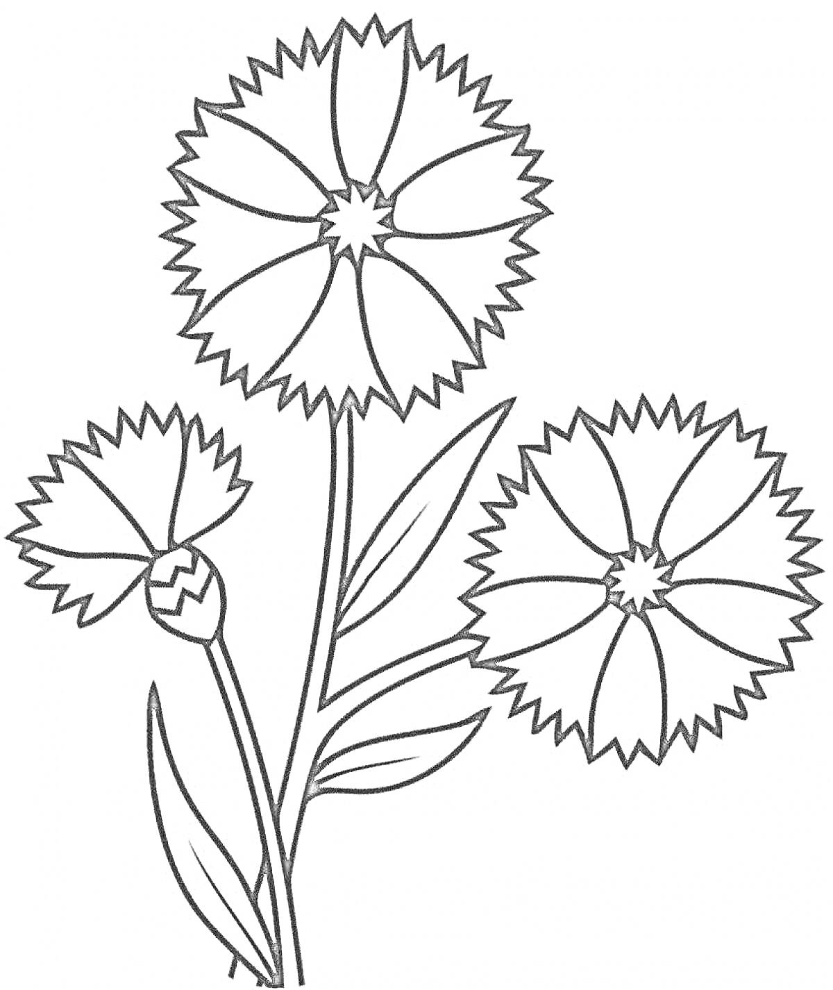 На раскраске изображено: Василёк, Три цветка, Листья, Беларусь, Флора