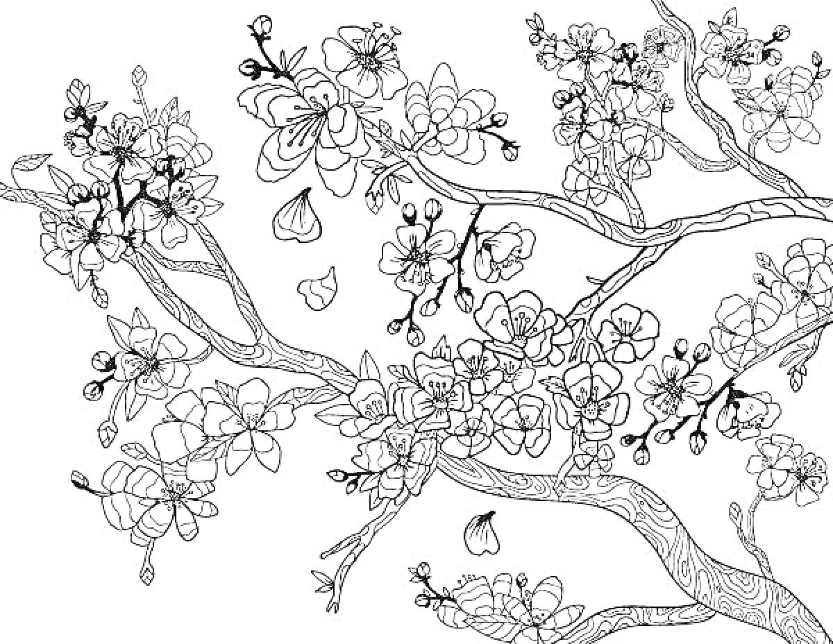 Раскраска Ветви сакуры с цветущими цветами