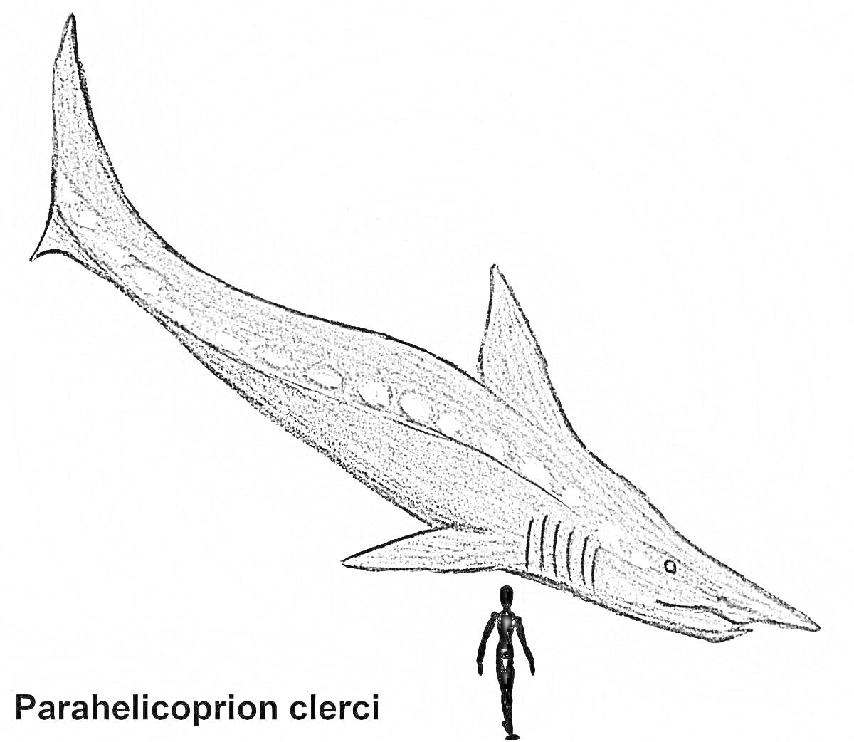Раскраска Parahenlicoprion clerci рядом с человеческой фигурой