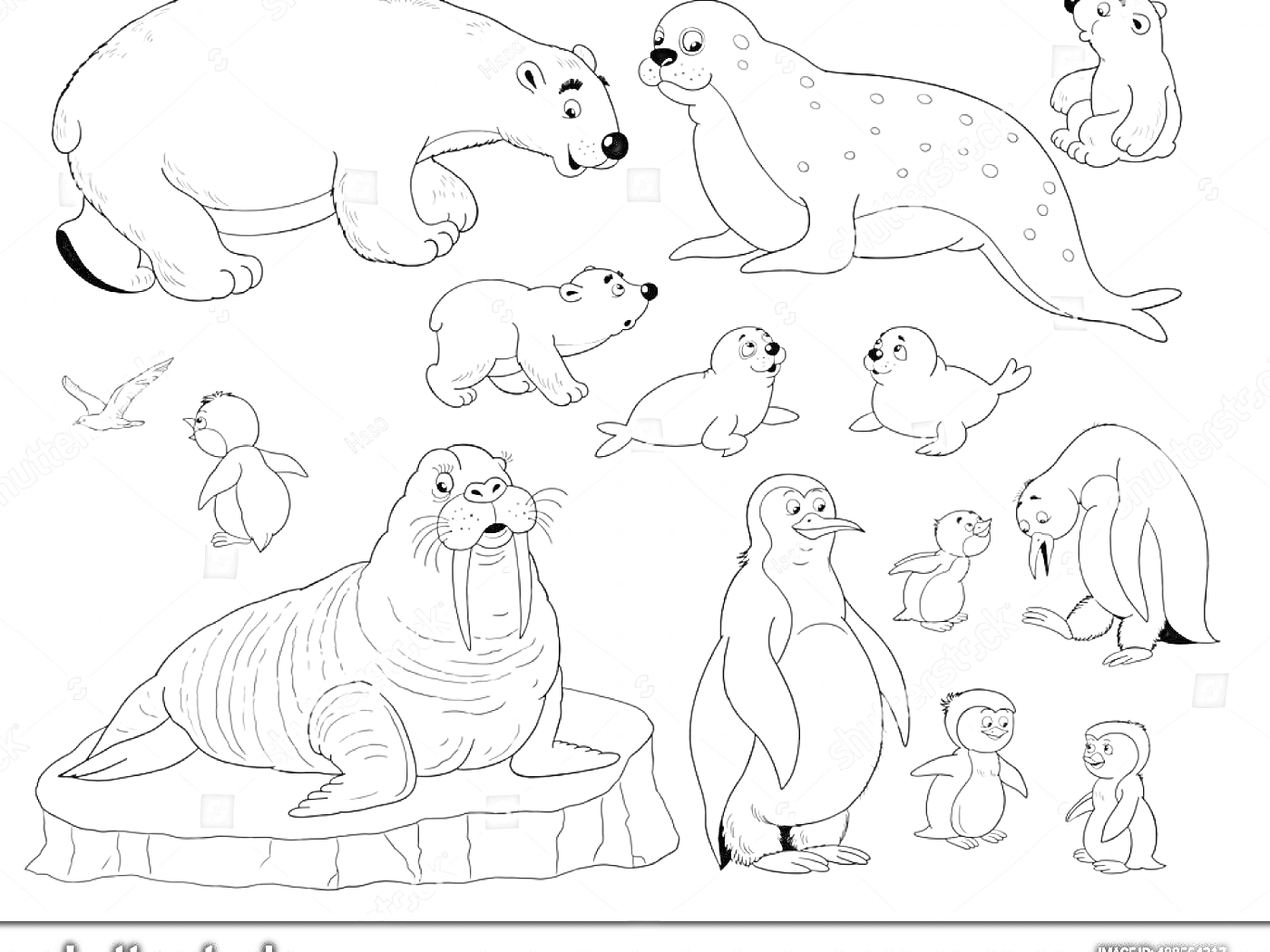На раскраске изображено: Северные животные, Белый медведь, Тюлени, Морж, Пингвины, Полярные животные