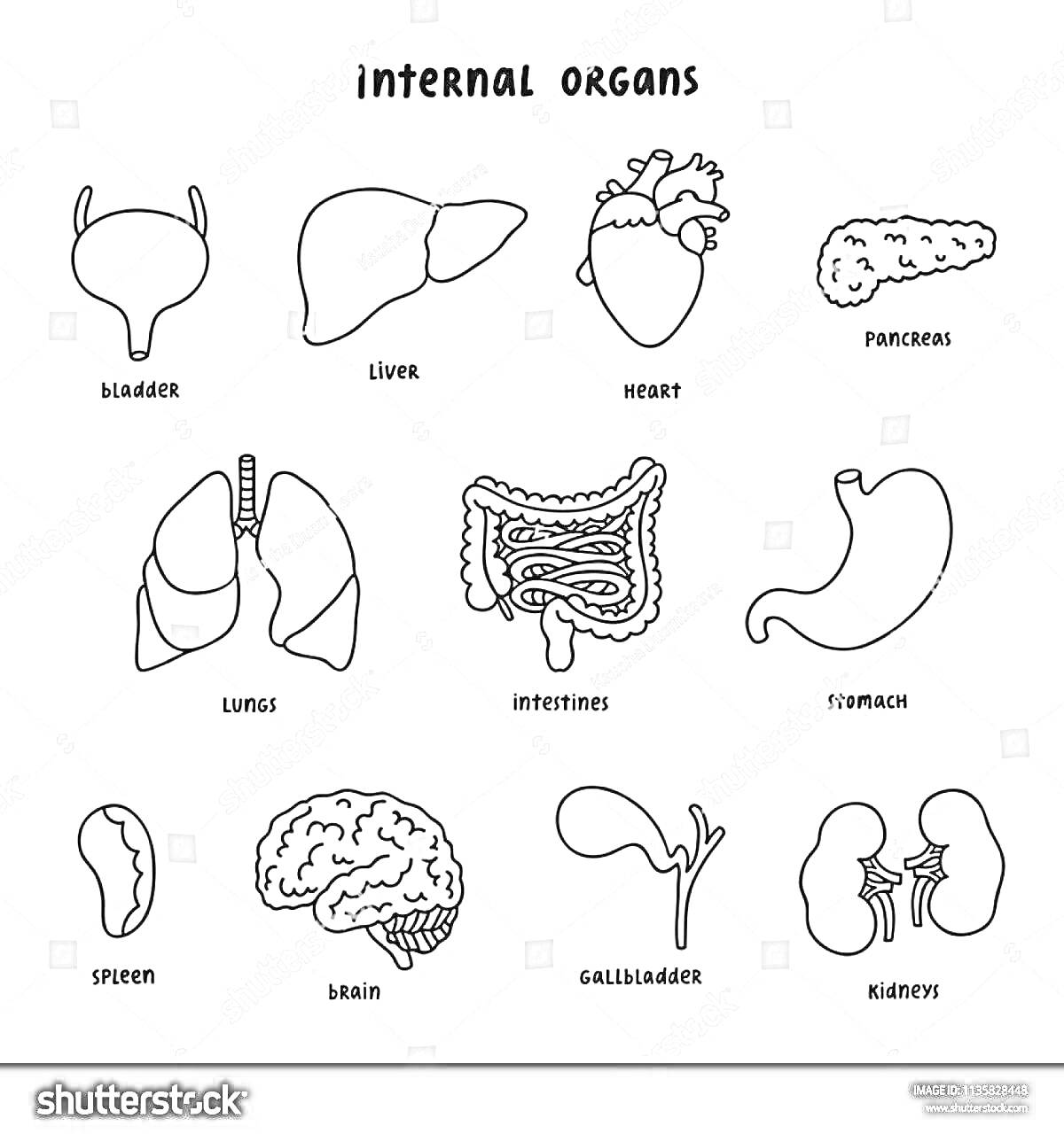 Раскраска внутренние органы человека - мочевой пузырь, печень, сердце, поджелудочная железа, легкие, кишечник, желудок, селезенка, мозг, желчный пузырь, почки
