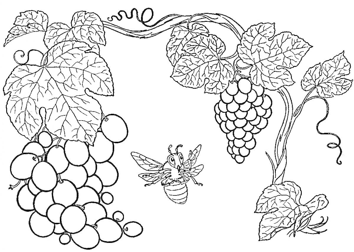 На раскраске изображено: Виноград, Груши, Листья, Лоза, Природа