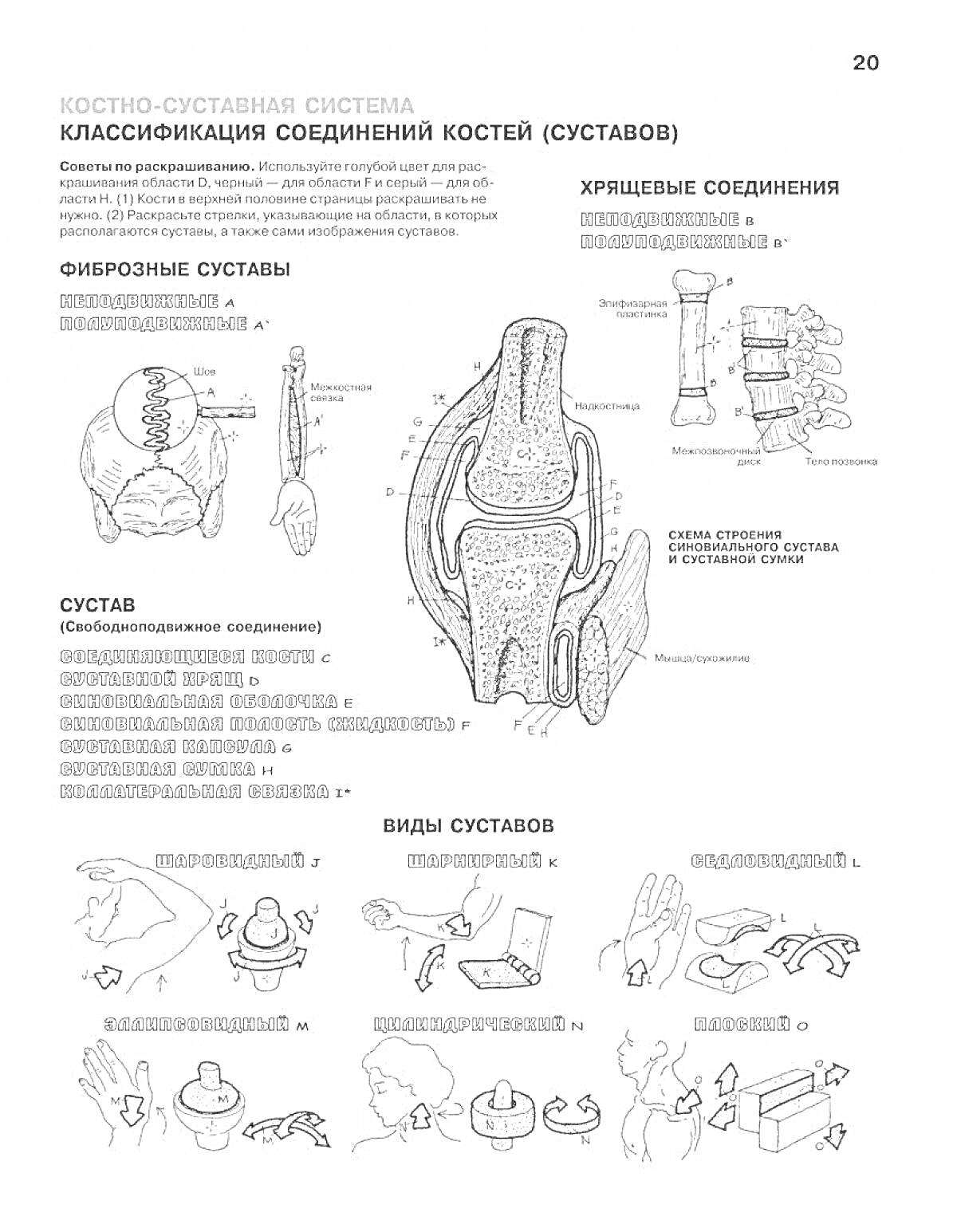 Раскраска Костно-суставная система. Классификация соединений костей (суставов). Фиброзные суставы, хрящевые соединения, виды суставов.