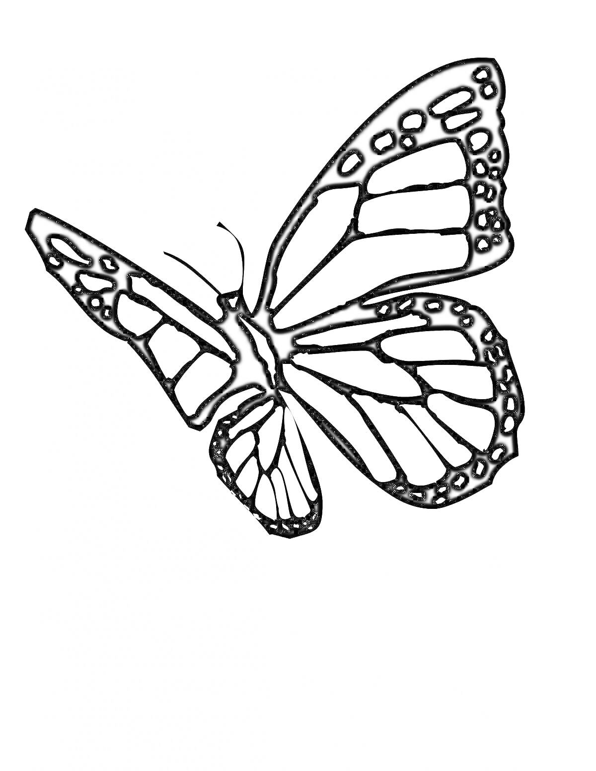 Раскраска Раскраска черно-белой бабочки с веерообразными крыльями и точечными узорами