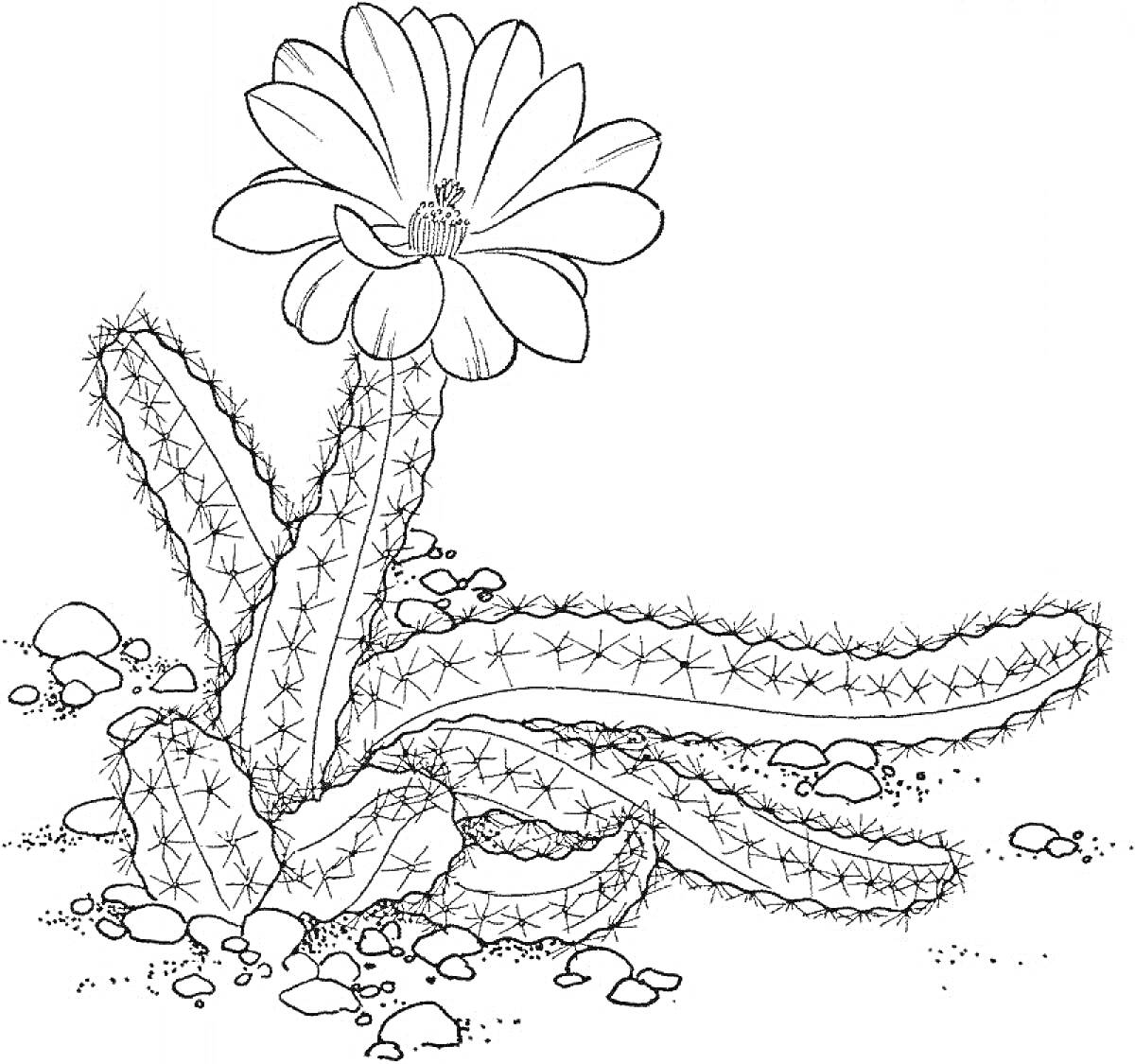 На раскраске изображено: Песок, Пустыня, Колючки, Цветы, Растения, Кактусы