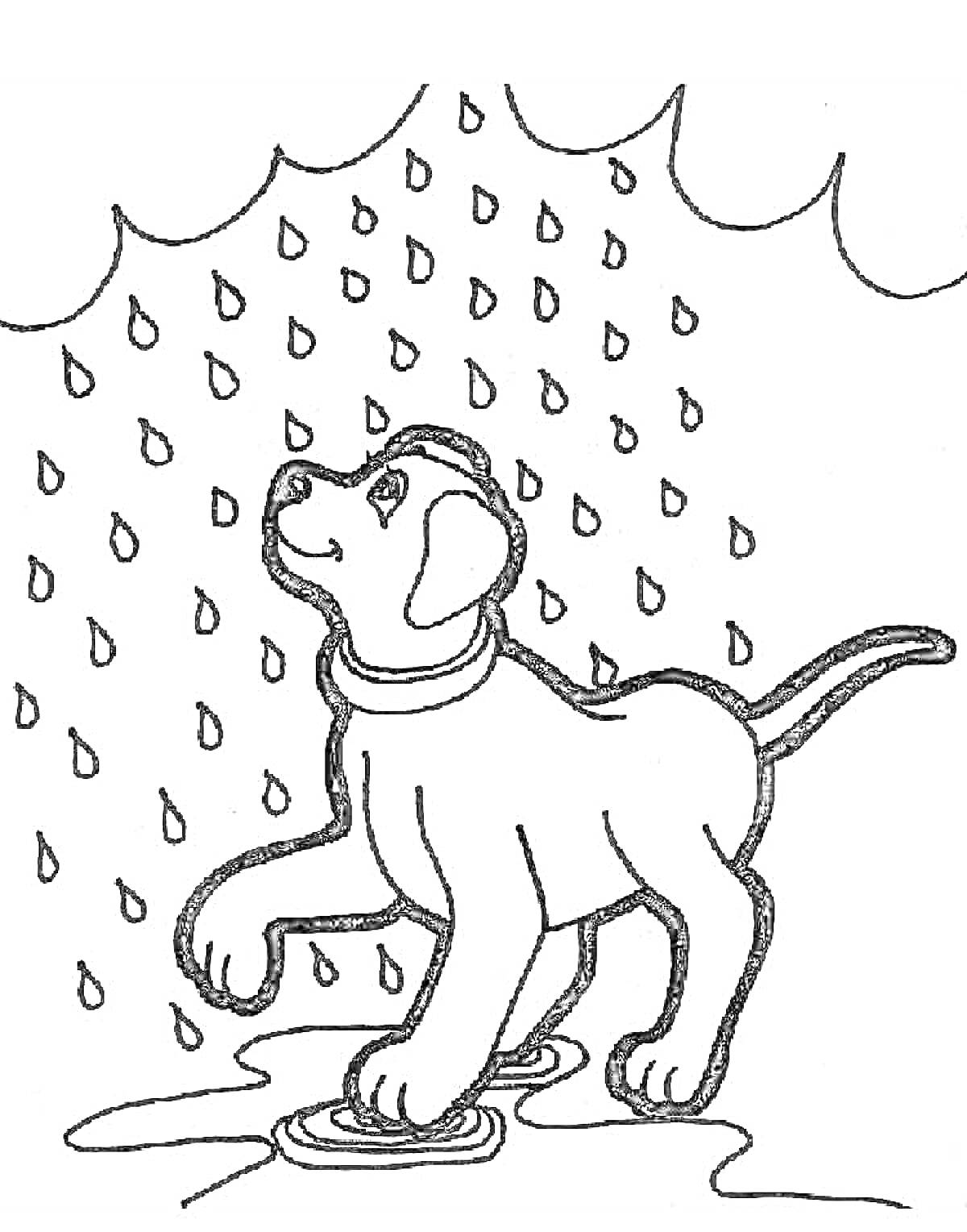 На раскраске изображено: Дождь, Капли, Собака, Природа, Для детей, Лужа, Контурные рисунки