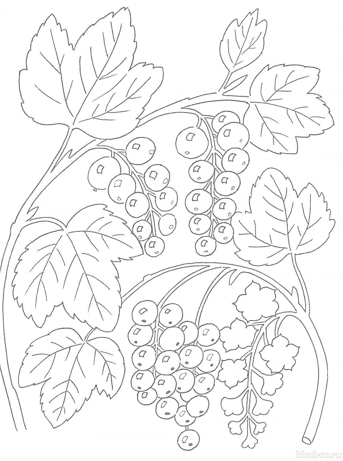 На раскраске изображено: Смородина, Ягоды, Листья, Для детей, Природа, Растения, Ботаника