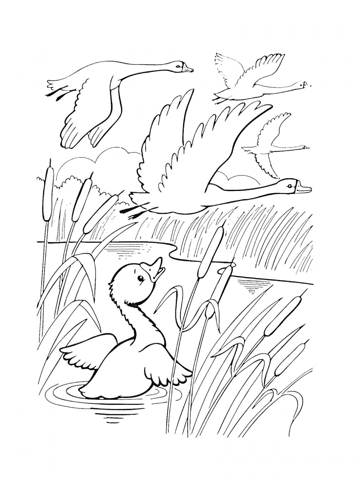 Лебедь на пруду с летящими лебедями и камышами