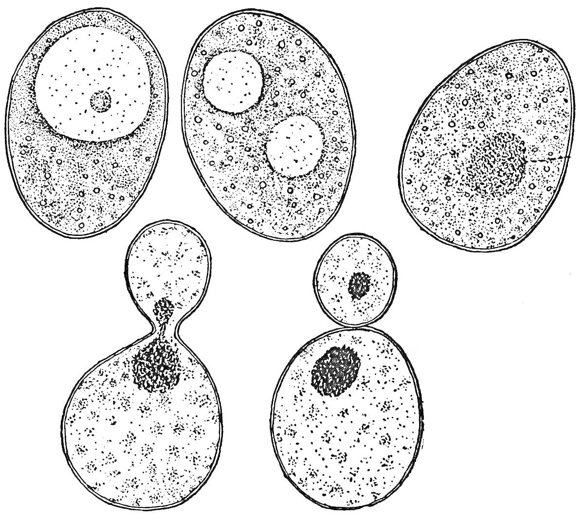 Раскраска Клетки дрожжей разных стадий