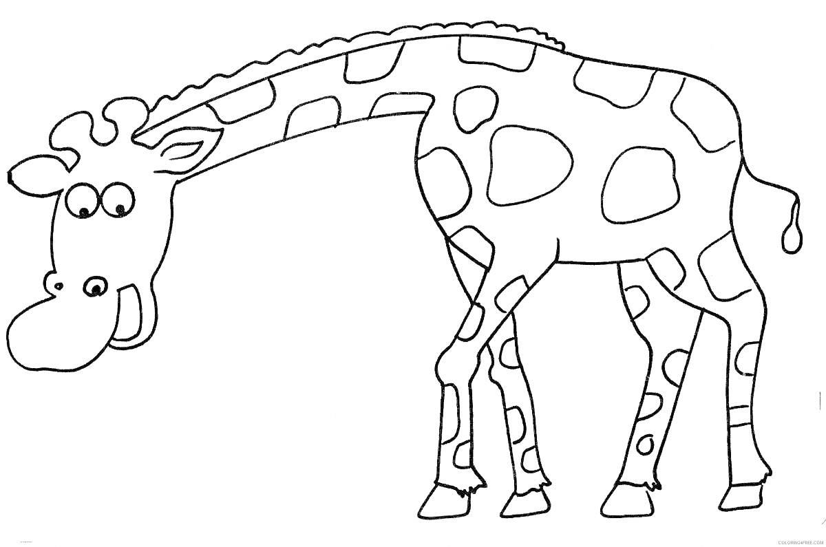 Раскраска Жираф с пятнами и большими глазами