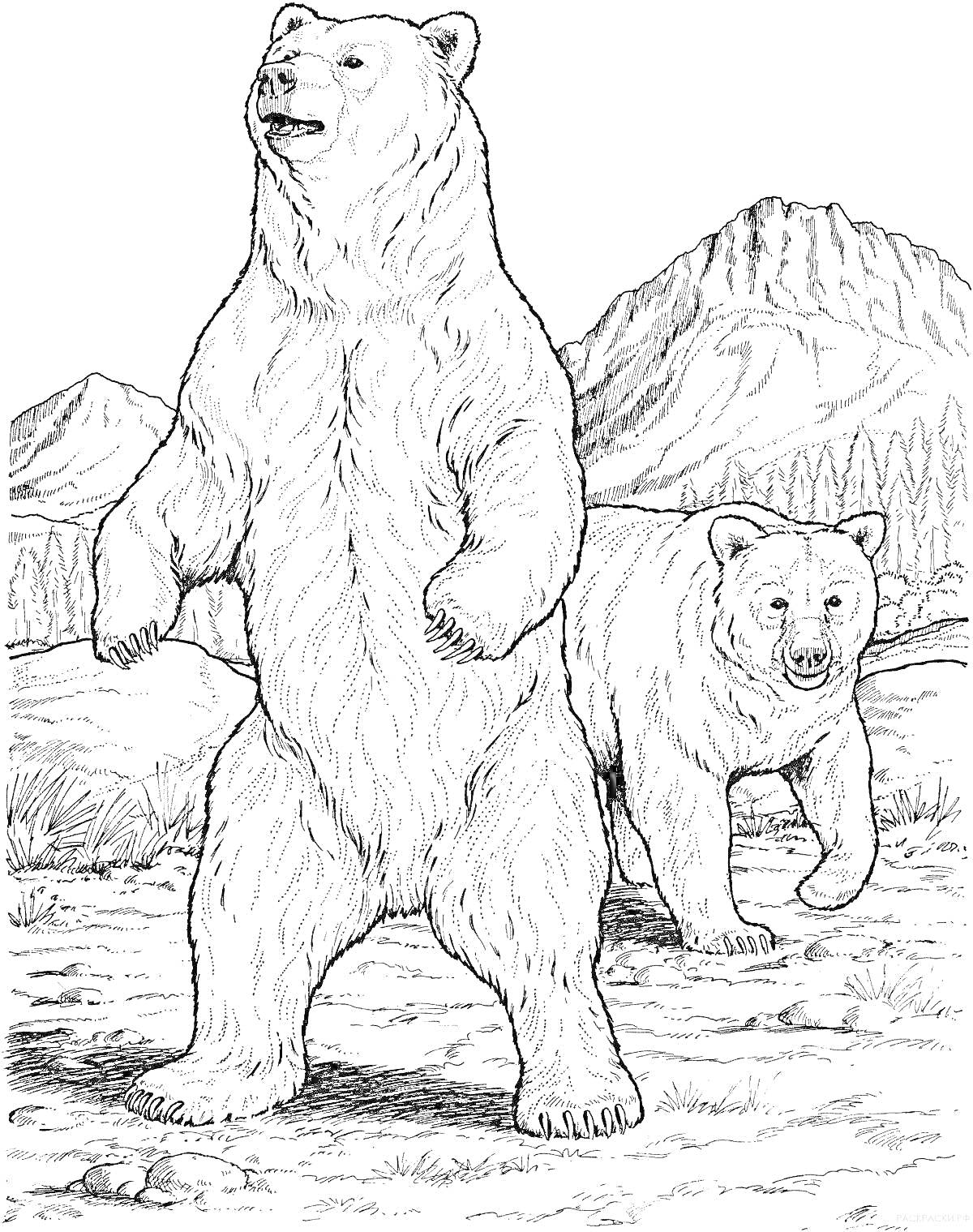 Раскраска Белые и бурые медведи на фоне гор