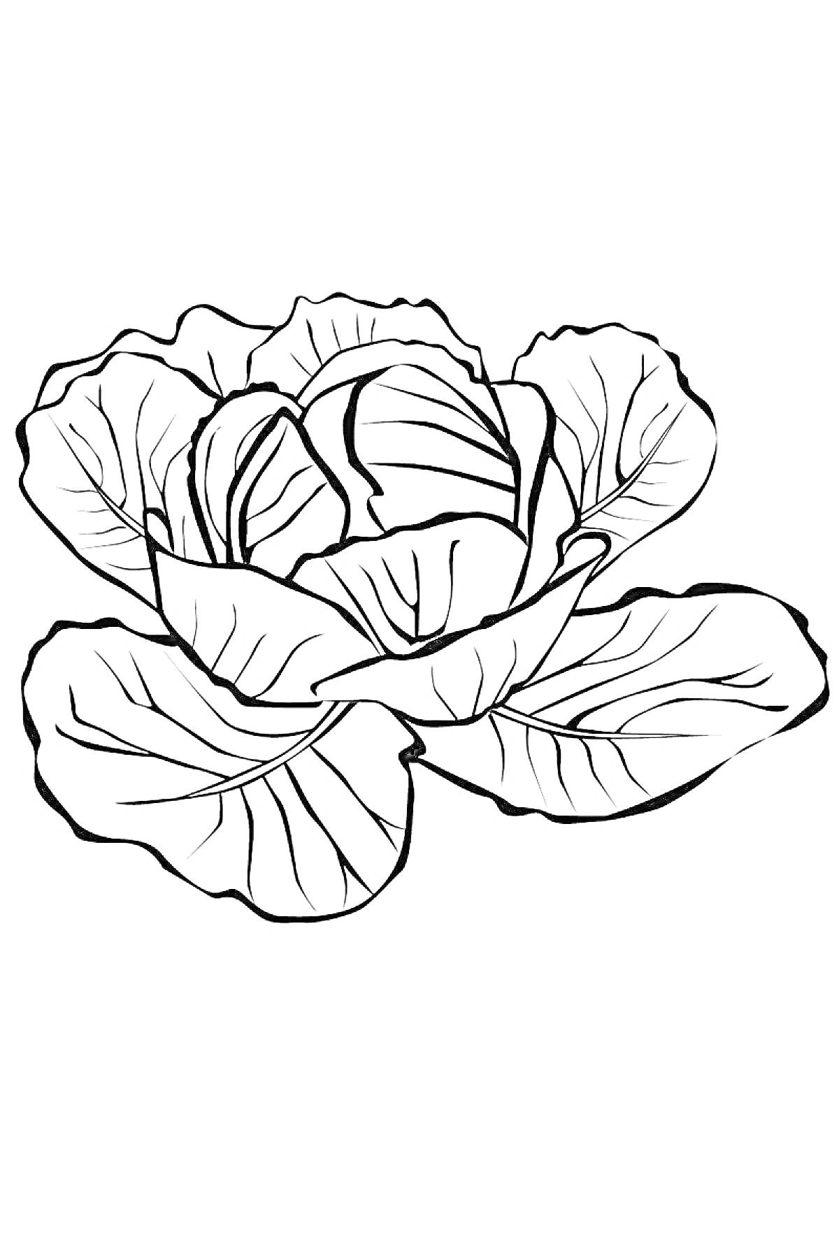 Раскраска Капуста с развернутыми листьями