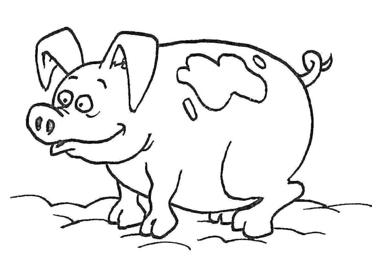 Раскраска Поросенок стоит на земле с пятнами на боках.