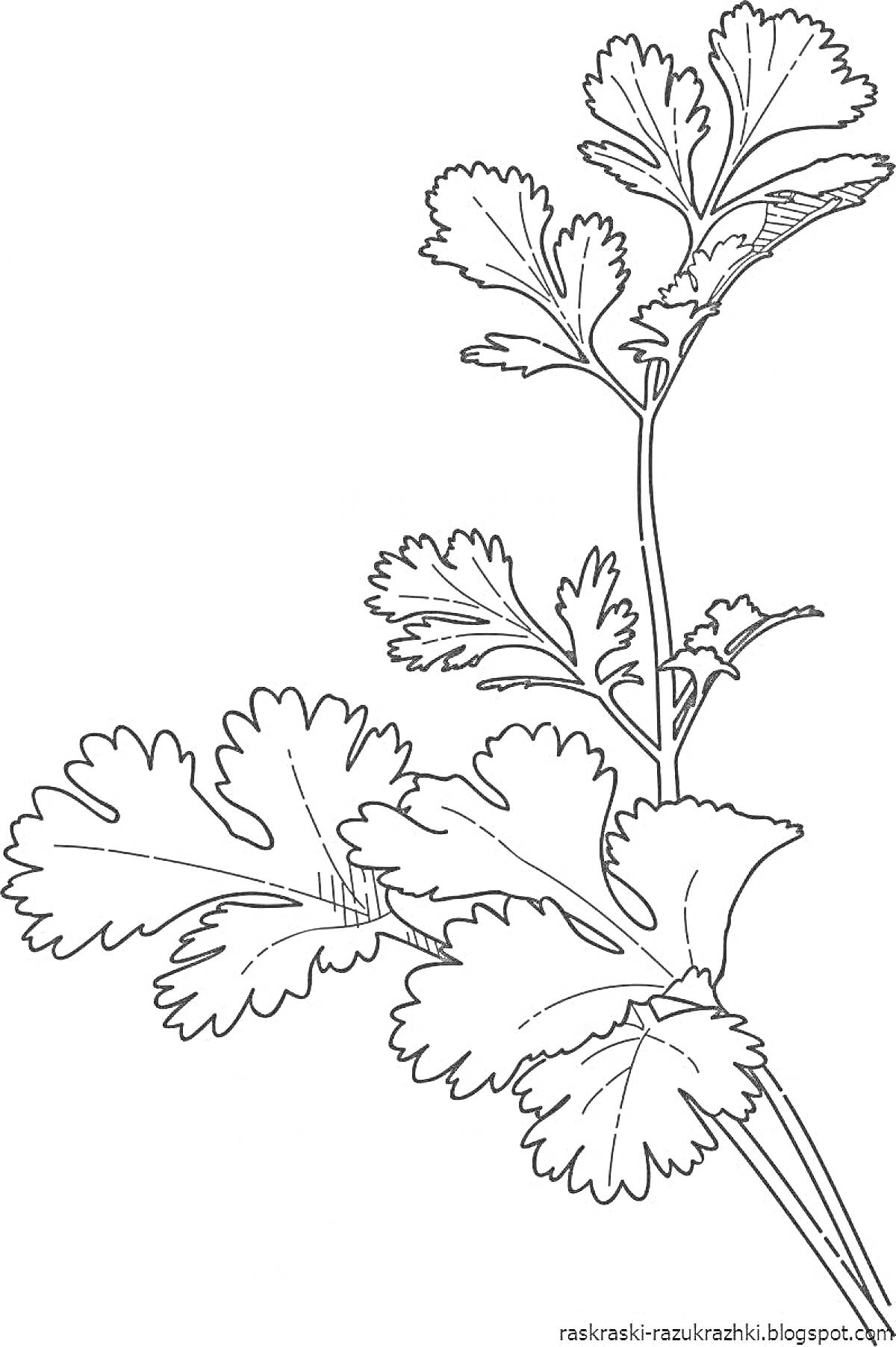 На раскраске изображено: Петрушка, Растения, Зелень, Овощи, Листья