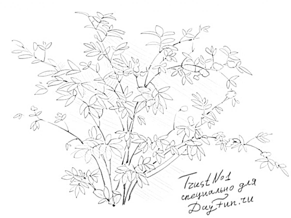 Раскраска Кустарник с тонкими ветвями и листьями
