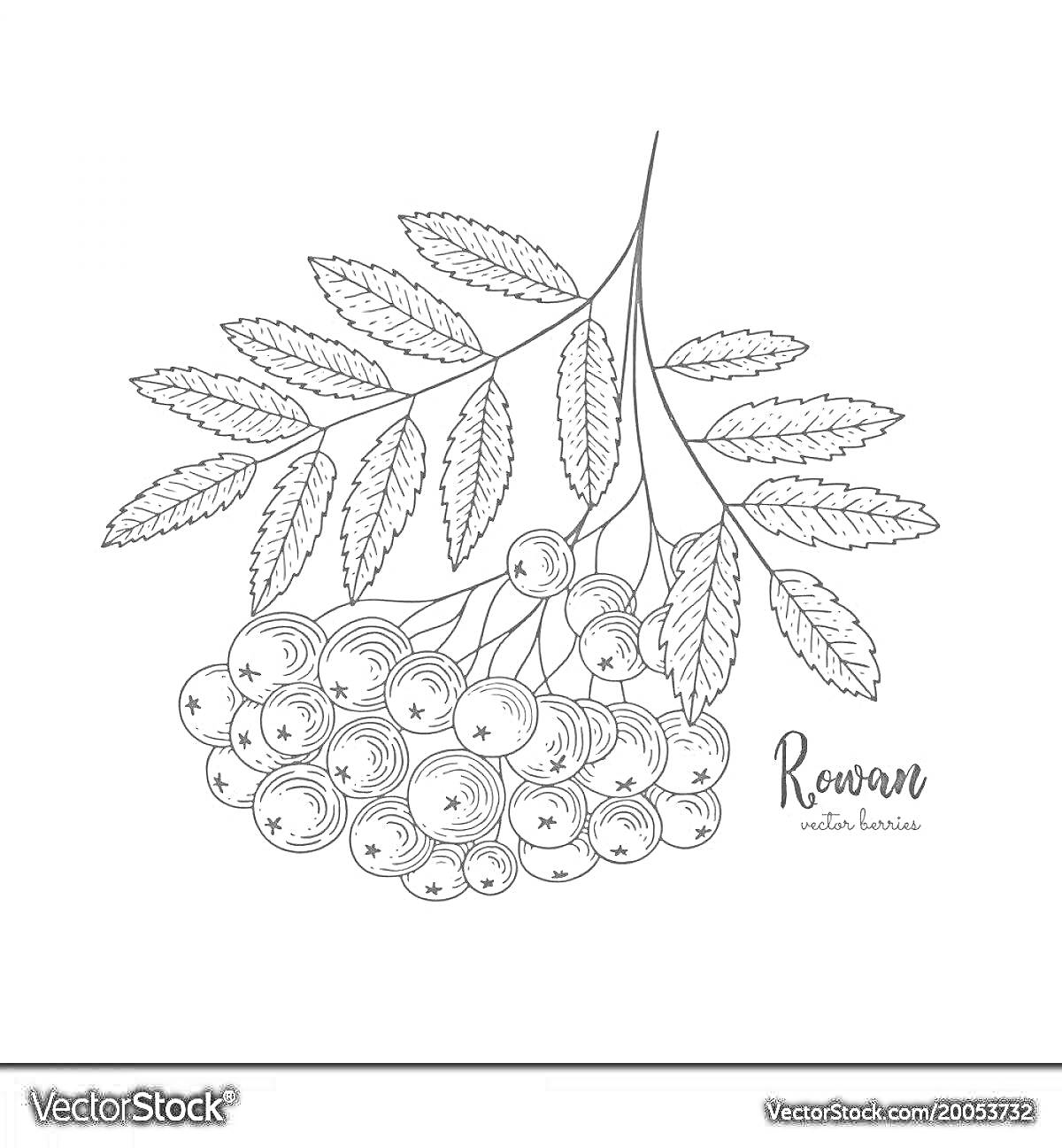 На раскраске изображено: Рябина, Листья, Ягоды, Для детей, Природа, Ботаника, Контурные рисунки