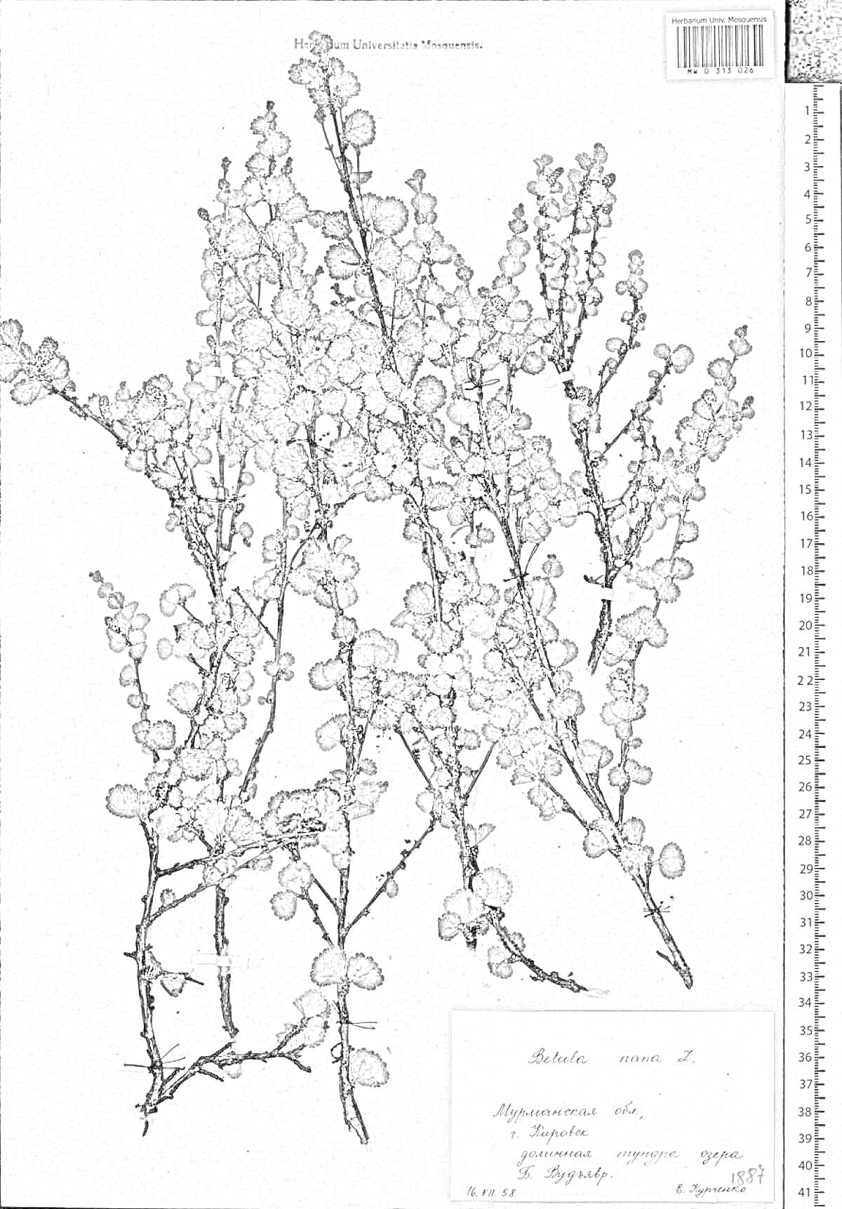 Раскраска Гербарий с ветками карликовой березы, линейка с правой стороны для измерения, этикетка с информацией о растении внизу