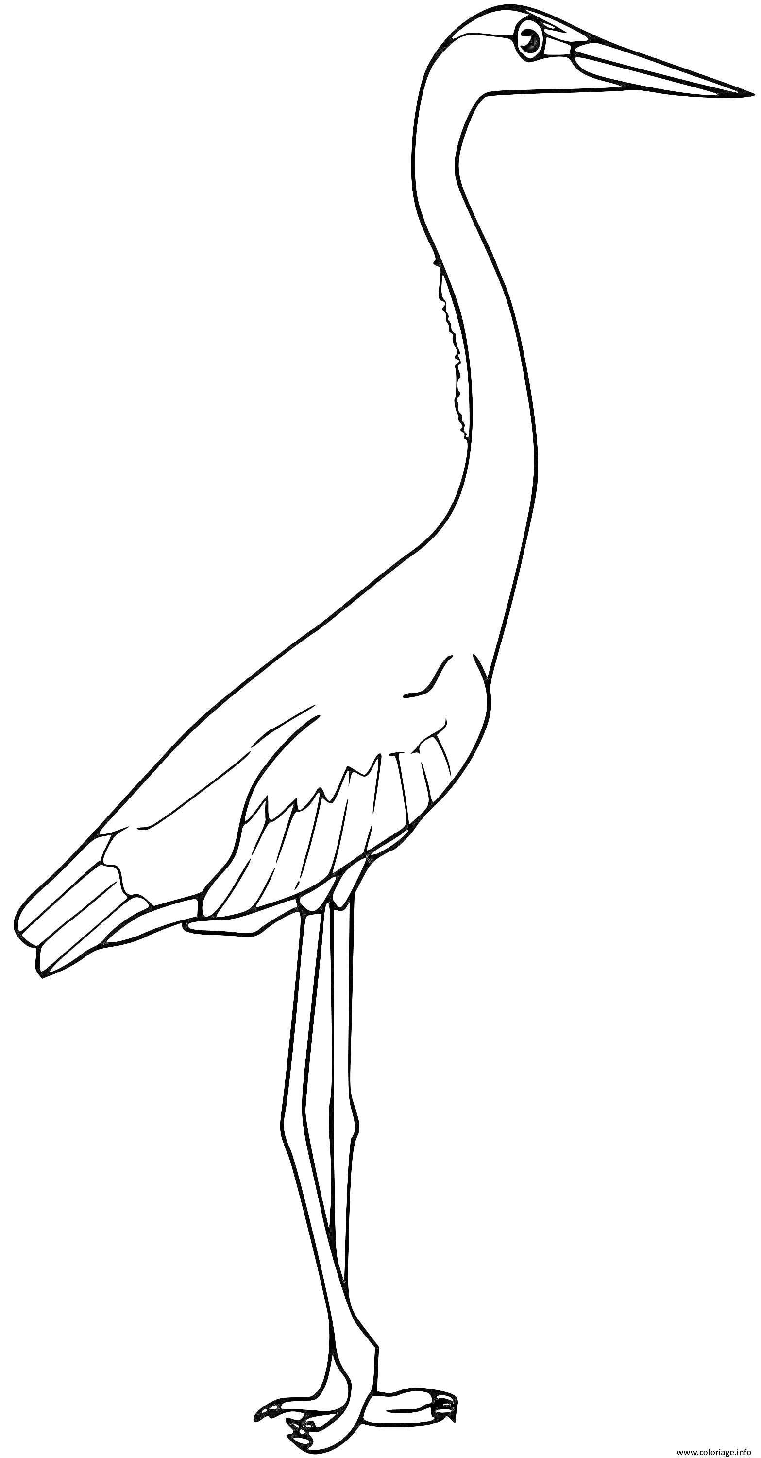 На раскраске изображено: Цапля, Птица, Длинный клюв, Длинные ноги, Природа