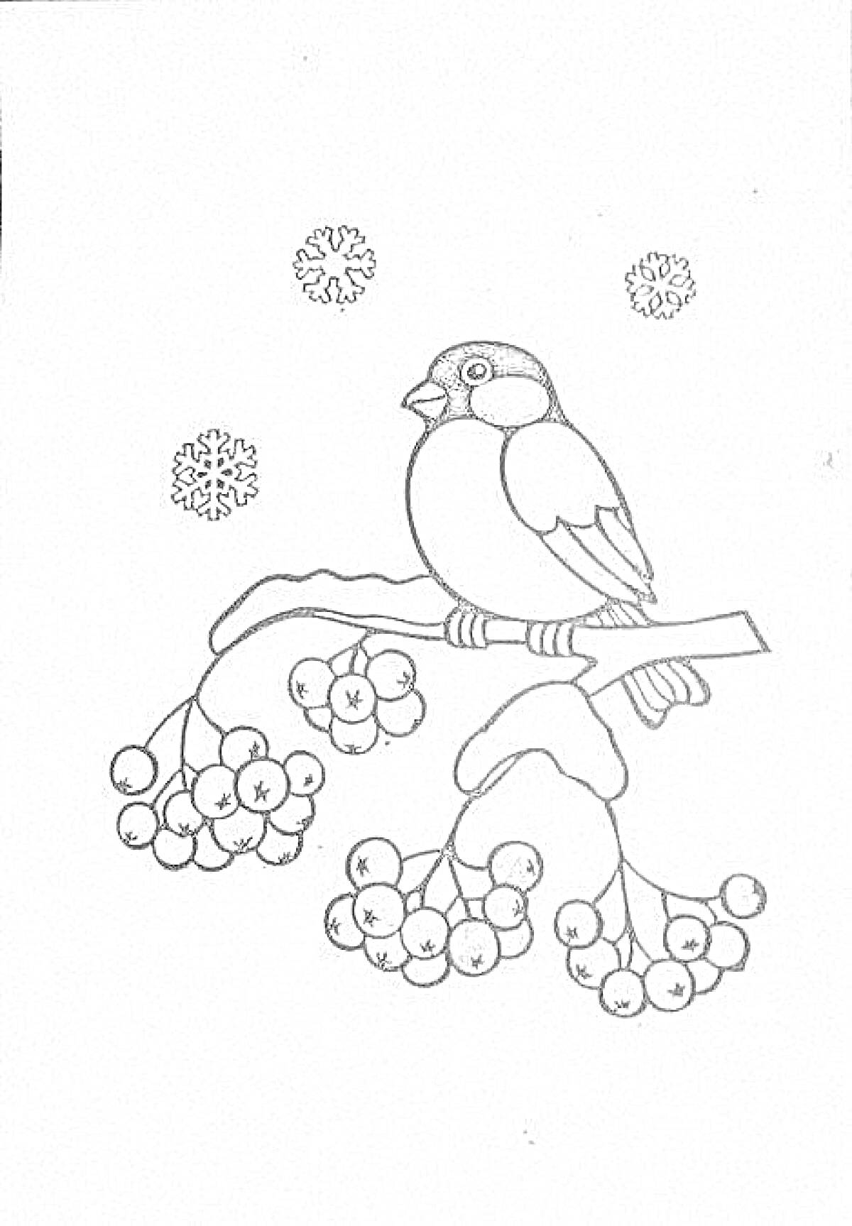 Раскраска снегирь на ветке рябины с ягодами и снежинками